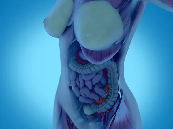 Anatomi tubuh perempuan — Stok Foto