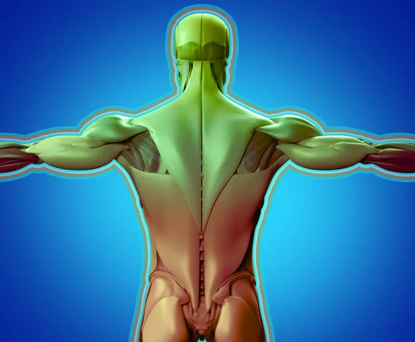 Músculos dorsais do tronco masculino — Fotografia de Stock