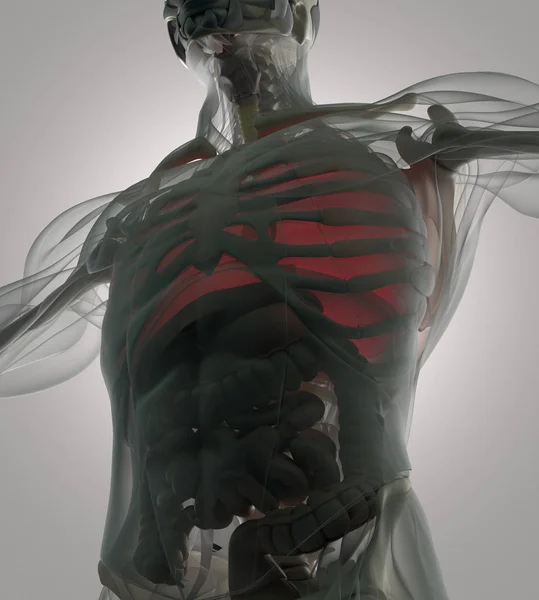 Анатомічна модель легень людини — стокове фото