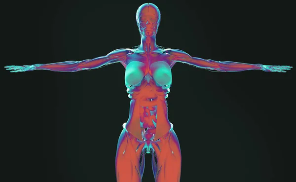 여성의 신체 해부학 — 스톡 사진
