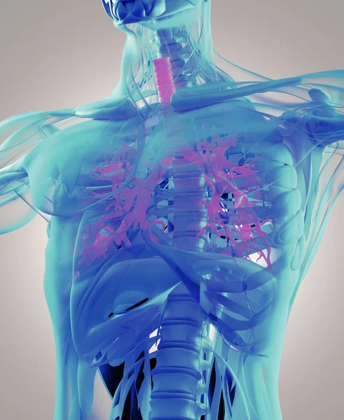 Model anatomia człowieka oskrzela — Zdjęcie stockowe