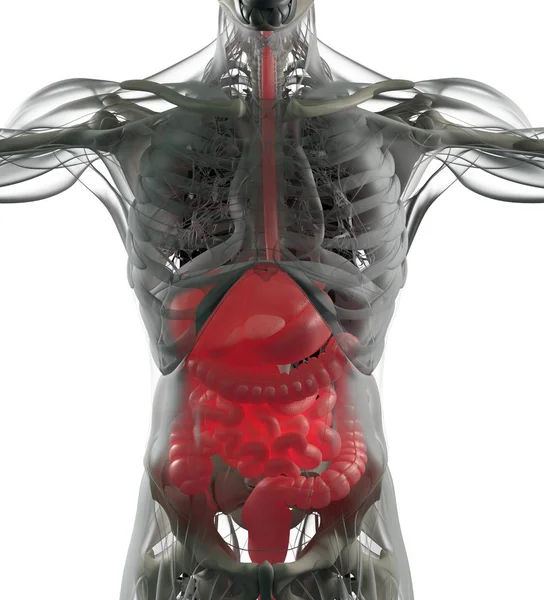 Modelo de anatomía del sistema digestivo — Foto de Stock