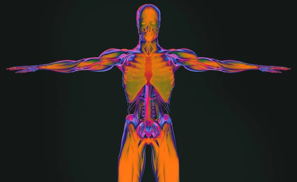 Anatomia człowieka modelu — Zdjęcie stockowe