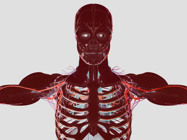 Menselijke anatomie model — Stockfoto