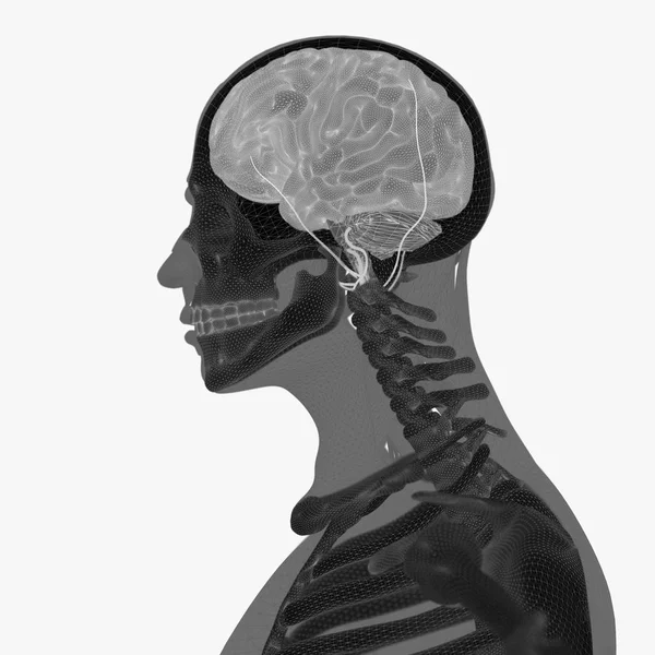人間の解剖学、脳 — ストック写真
