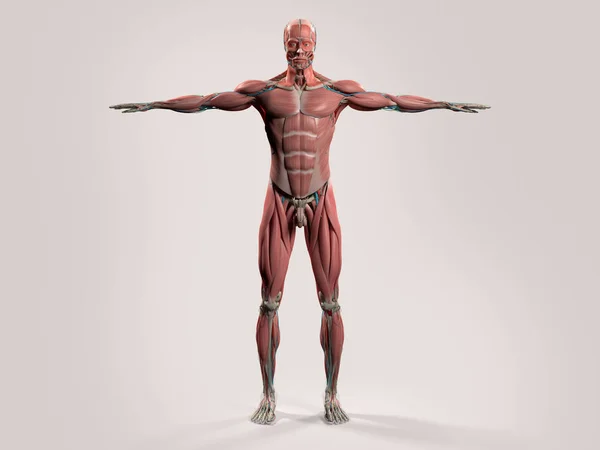 Model lidské anatomie — Stock fotografie