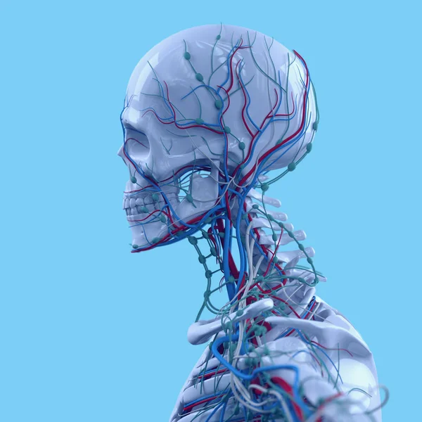 Mänsklig huvud anatomi modell — Stockfoto