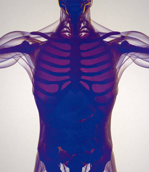 модель анатомии легких человека