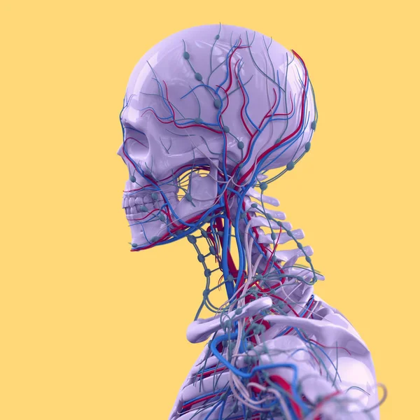 Modelo de anatomia da cabeça humana — Fotografia de Stock