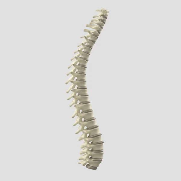 Modelo da coluna vertebral humana — Fotografia de Stock