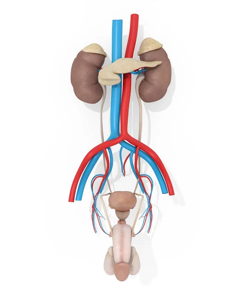 Modelo de anatomía del sistema urinario masculino — Foto de Stock