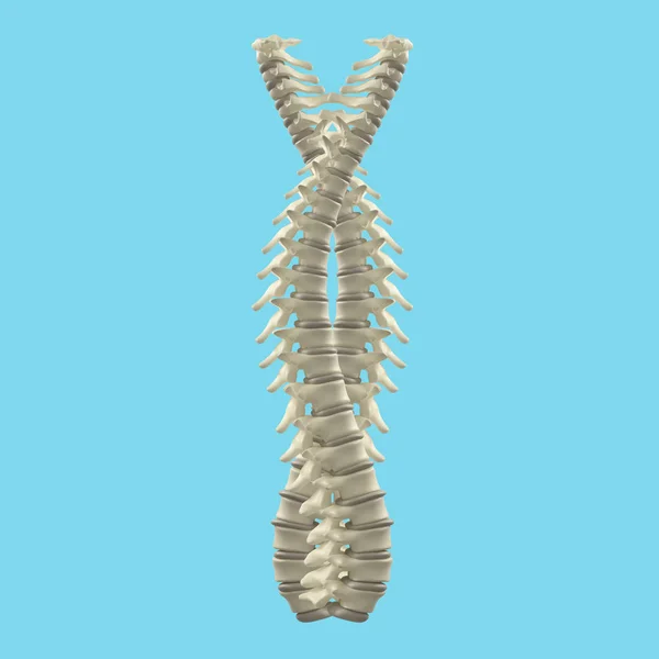 Due spine laminate — Foto Stock