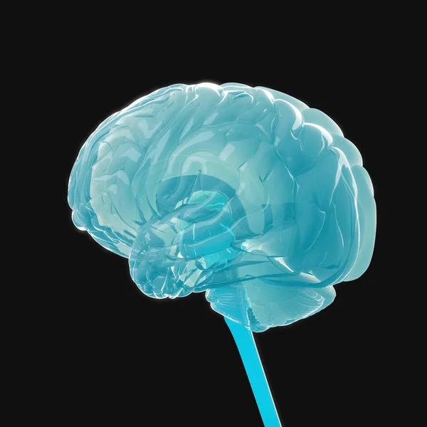 Modelo de cerebro humano — Foto de Stock
