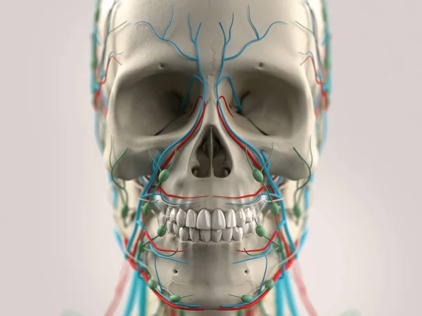 Human head anatomy — Φωτογραφία Αρχείου