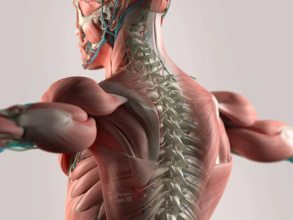 Modelo da coluna vertebral humana — Fotografia de Stock