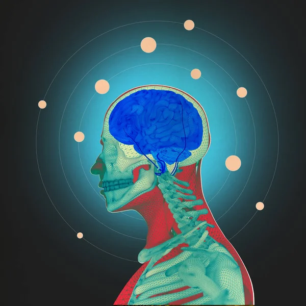 Анатомії людини, мозок — стокове фото