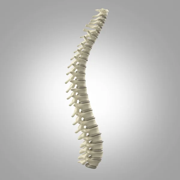 Modelo de columna vertebral humana — Foto de Stock