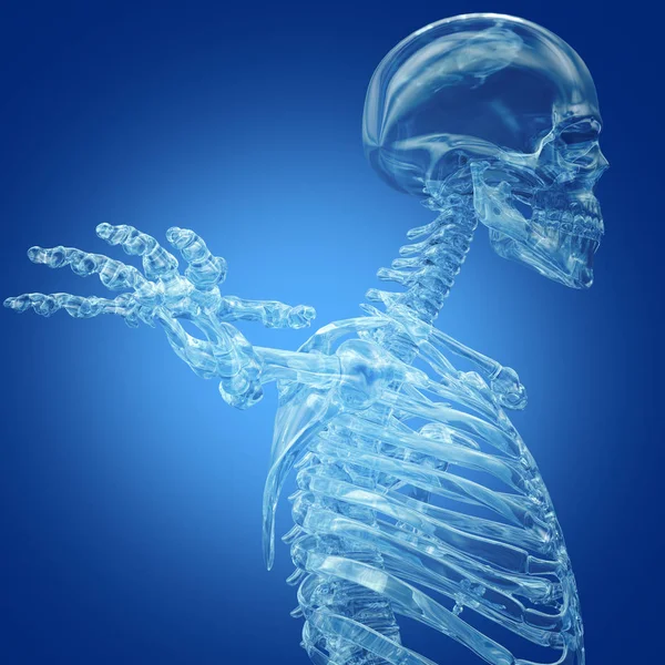Anatomisches Modell des menschlichen Skeletts — Stockfoto