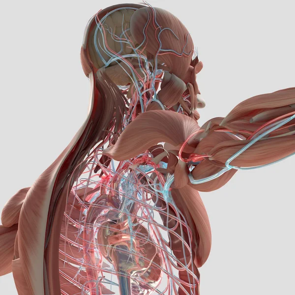 Modello anatomico del sistema muscolare e vascolare — Foto Stock