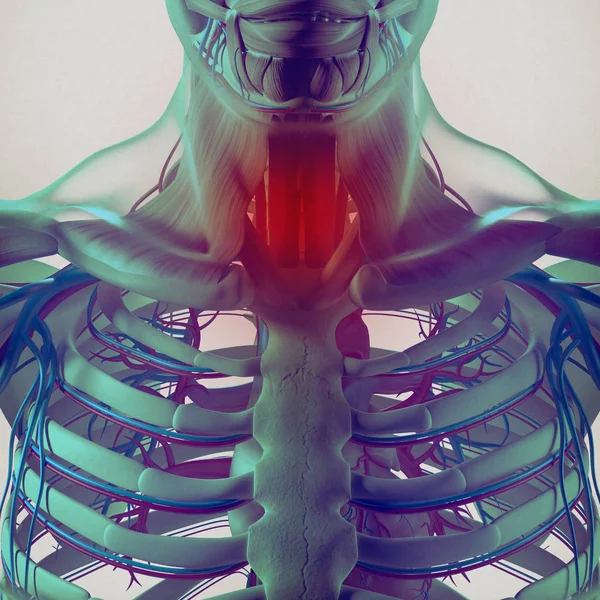 人間の胸郭解剖モデル — ストック写真