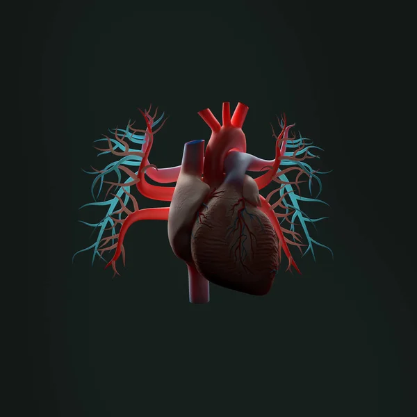 Modelo de anatomia do coração humano — Fotografia de Stock