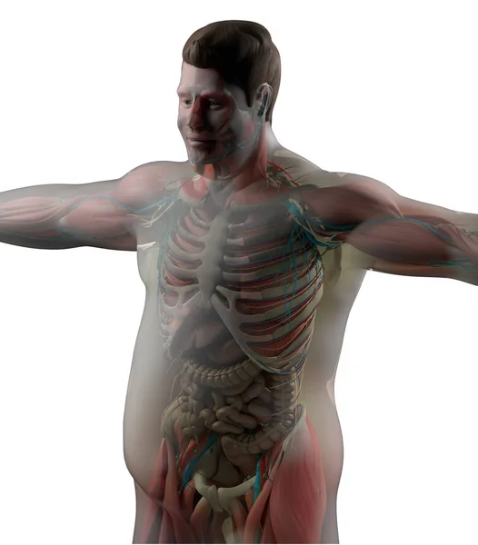 Overweight human anatomy — Stock Photo, Image