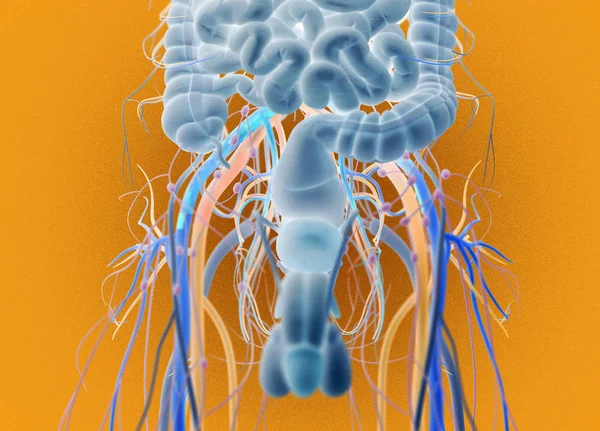 Sistema urinario y reproductivo masculino — Foto de Stock