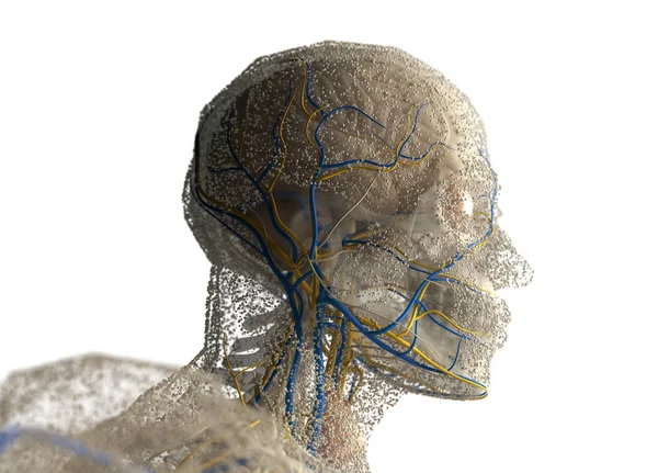 İnsan anatomisi baş — Stok fotoğraf