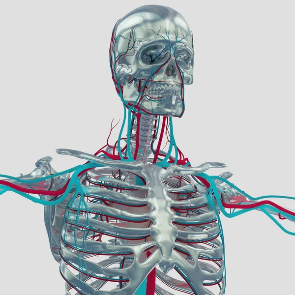 Modelo de anatomia do esqueleto humano — Fotografia de Stock