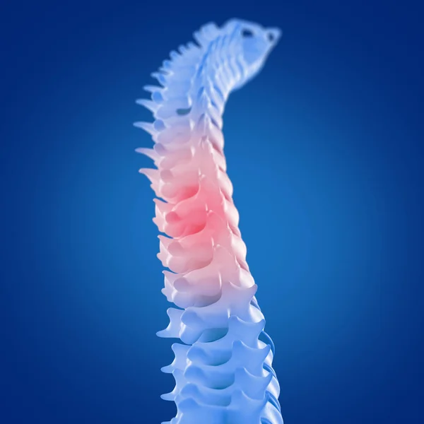 Modelo da coluna vertebral humana — Fotografia de Stock