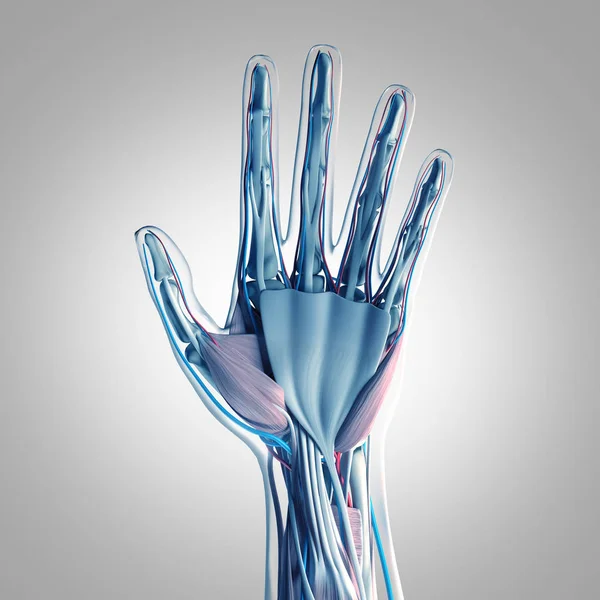 인간의 손으로 해부학 모델 — 스톡 사진