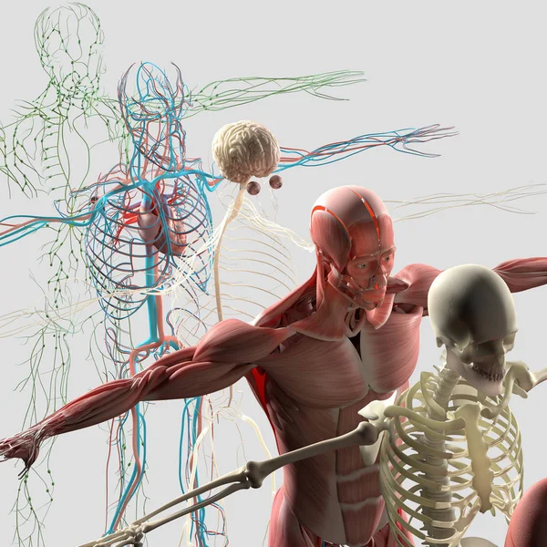 Human anatomy exploded view — Stock Photo, Image