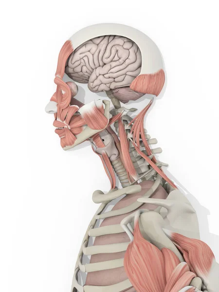 Model męskiej anatomii głowy — Zdjęcie stockowe