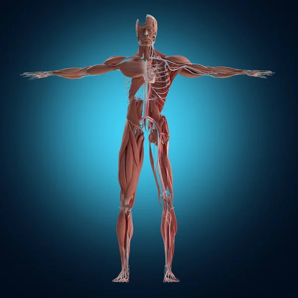 Modelo de anatomía muscular y vascular — Foto de Stock