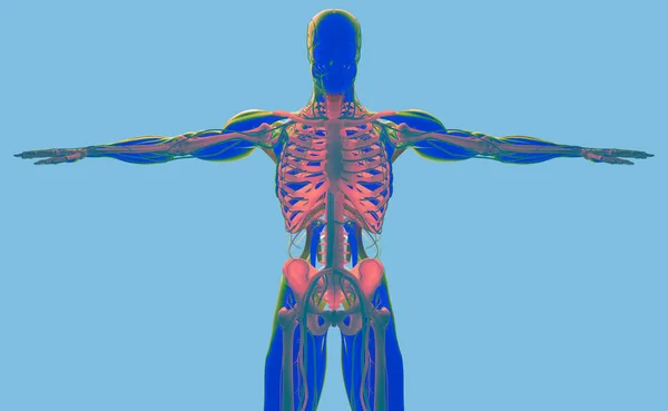 Anatomia człowieka modelu — Zdjęcie stockowe