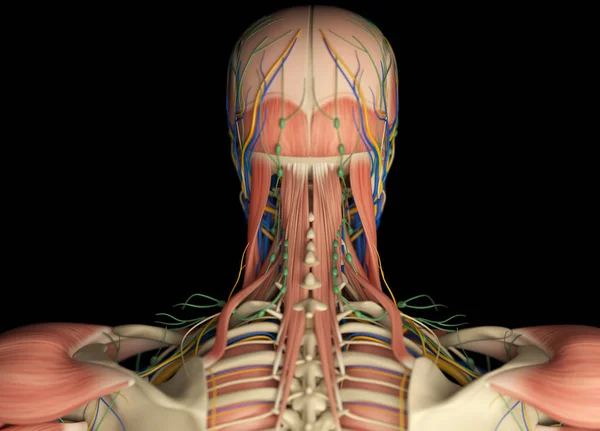 Anatomía de cabeza humana vista posterior — Foto de Stock