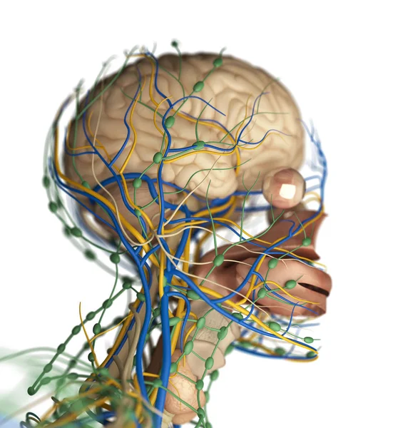 Human brain impulse system — Stock Photo, Image