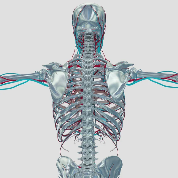 İnsan iskeleti anatomisi modeli — Stok fotoğraf