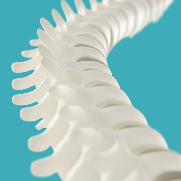 Modelo da coluna vertebral humana — Fotografia de Stock