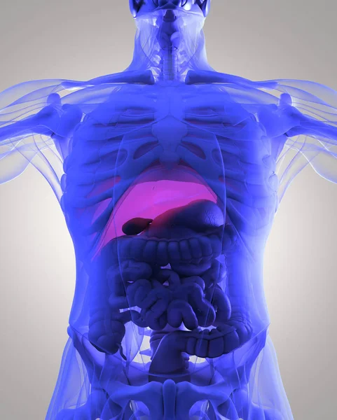 insan anatomisi modeli