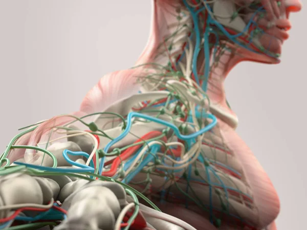 İnsan kolu anatomi modeli — Stok fotoğraf