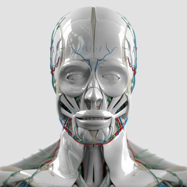 Menselijk hoofd anatomie model — Stockfoto