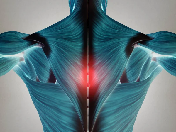 Manlig torso ryggmusklerna — Stockfoto