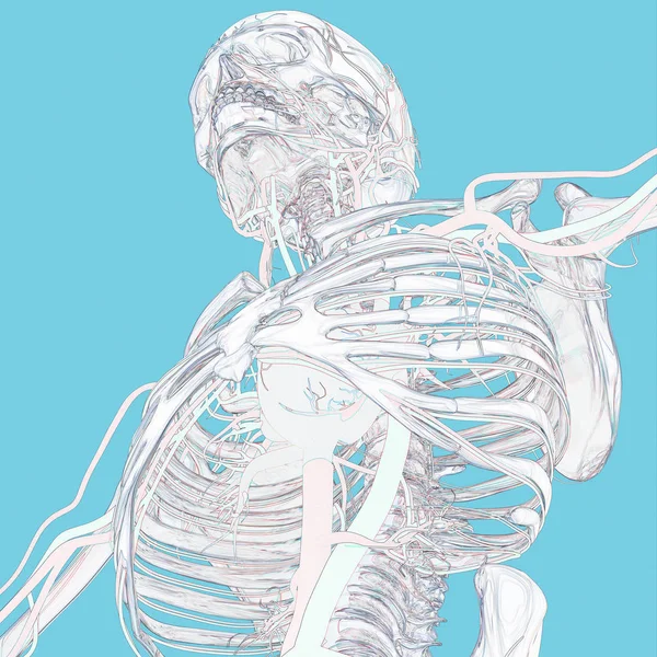 Human skeleton anatomy model — Stock Photo, Image