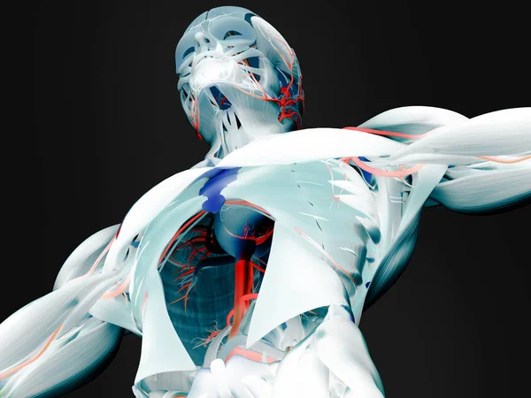 Модель анатомии туловища человека — стоковое фото
