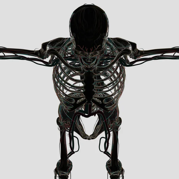 Anatomisches Modell des menschlichen Skeletts — Stockfoto