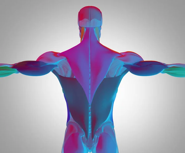 Männliche Rückenmuskulatur — Stockfoto