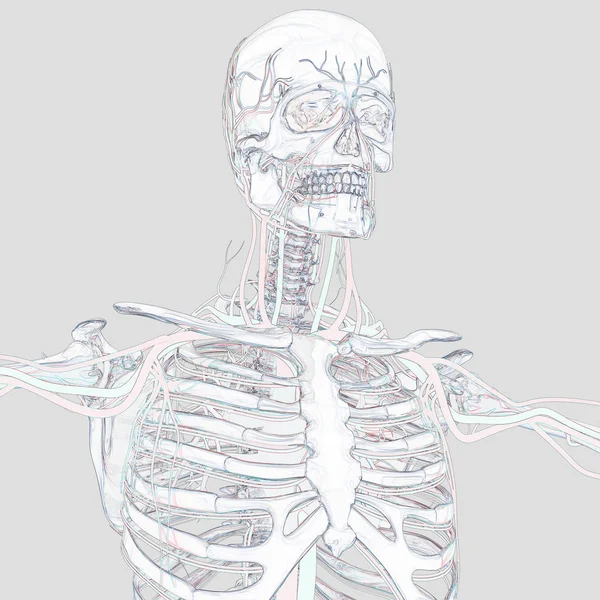 Modelo de anatomía esqueleto humano — Foto de Stock