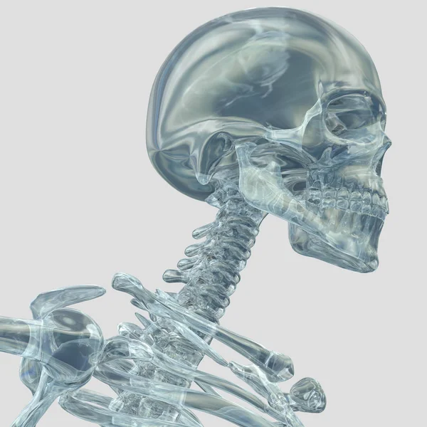 Human skull model — Stock Photo, Image