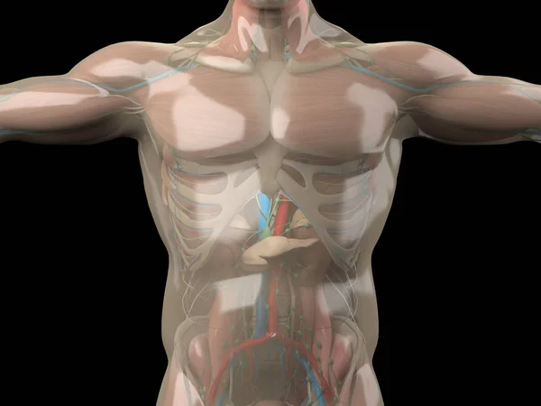 Модель анатомії людини зі скляною шкірою — стокове фото